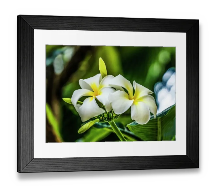 Framed Print : White yellow frangipani plumeria, Waikiki, Honolulu, Hawaii Framed Print : White yellow frangipani plumeria, Waikiki, Honolulu, Hawaii