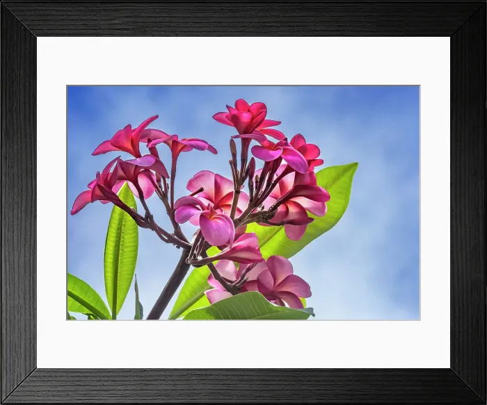 Framed Print : Pink yellow frangipani plumeria, Waikiki, Honolulu, Hawaii Framed Print : Pink yellow frangipani plumeria, Waikiki, Honolulu, Hawaii