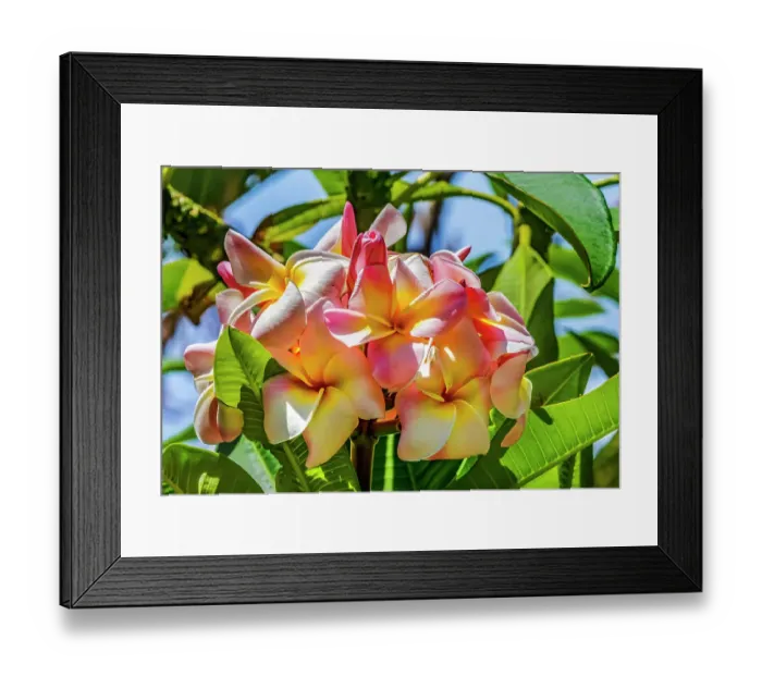 Framed Print : White yellow Pink frangipani plumeria, Waikiki, Honolulu, Hawaii Framed Print : White yellow Pink frangipani plumeria, Waikiki, Honolulu, Hawaii