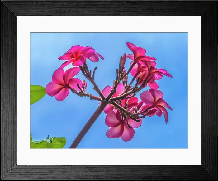 Framed Print : Pink frangipani plumeria, Waikiki, Honolulu, Hawaii Framed Print : Pink frangipani plumeria, Waikiki, Honolulu, Hawaii