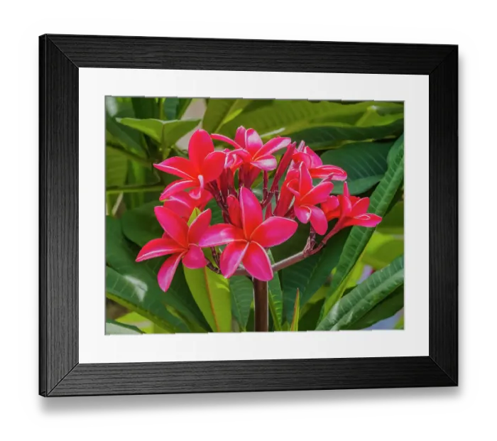 Framed Print : Red frangipani plumeria, Waikiki, Honolulu, Hawaii