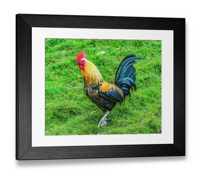 Framed Print : Red junglefowl rooster, Oahu, Hawaii
