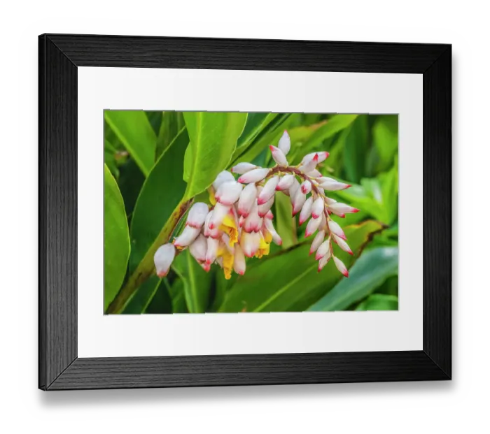 Framed Print : Ginger flowers, Waikiki, Honolulu, Hawaii Framed Print : Ginger flowers, Waikiki, Honolulu, Hawaii