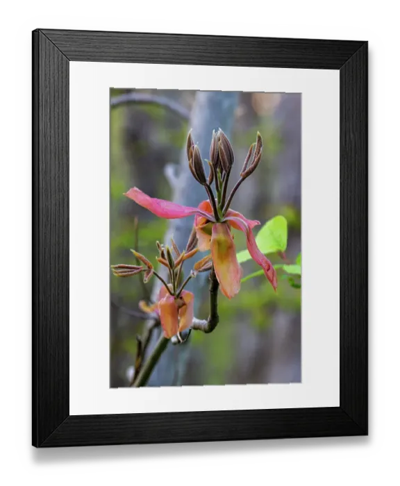 Framed Print : Shagbark hickory tree flowers In Starved Rock State Park, Illinois, USA Framed Print : Shagbark hickory tree flowers In Starved Rock State Park, Illinois, USA