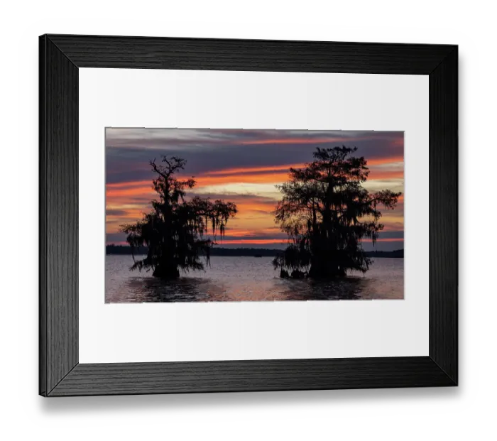 Framed Print : Cypress trees silhouetted at sunrise in autumn at Lake Dauterive near Loreauville, Louisiana, USA