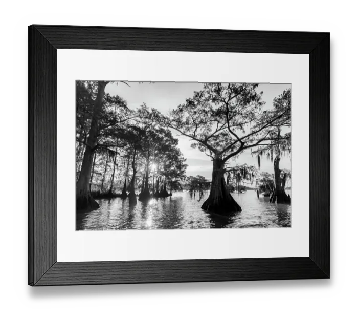 Framed Print : Cypress trees in autumn at Lake Dauterive near Loreauville, Louisiana, USA Framed Print : Cypress trees in autumn at Lake Dauterive near Loreauville, Louisiana, USA