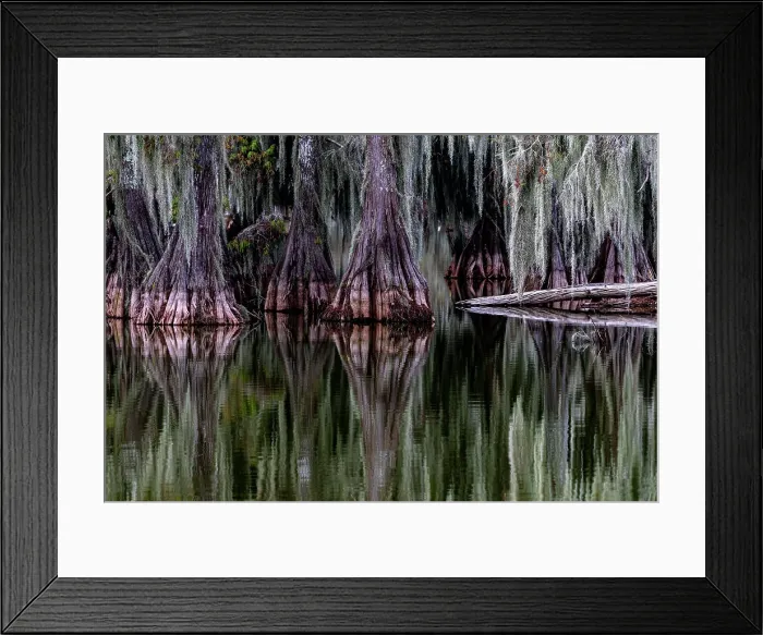 Framed Print : Cypress trees reflect at Lake Martin near Lafayette, Louisiana, USA