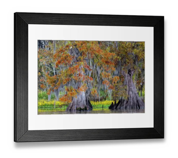 Framed Print : Cypress trees in autumn at Lake Dauterive near Loreauville, Louisiana, USA Framed Print : Cypress trees in autumn at Lake Dauterive near Loreauville, Louisiana, USA