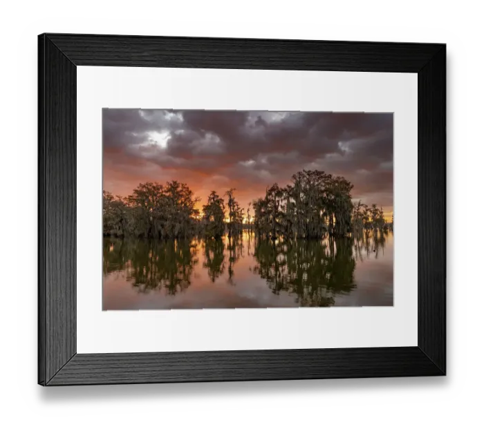Framed Print : Sunrise clouds over cypress trees at Lake Martin near Lafayette, Louisiana, USA Framed Print : Sunrise clouds over cypress trees at Lake Martin near Lafayette, Louisiana, USA
