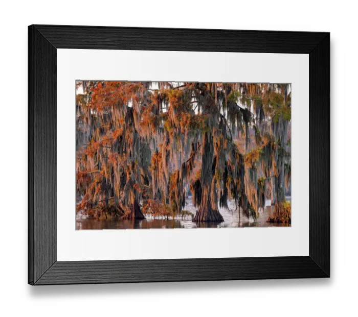 Framed Print : Cypress trees in autumn at Lake Martin near Lafayette, Louisiana, USA Framed Print : Cypress trees in autumn at Lake Martin near Lafayette, Louisiana, USA