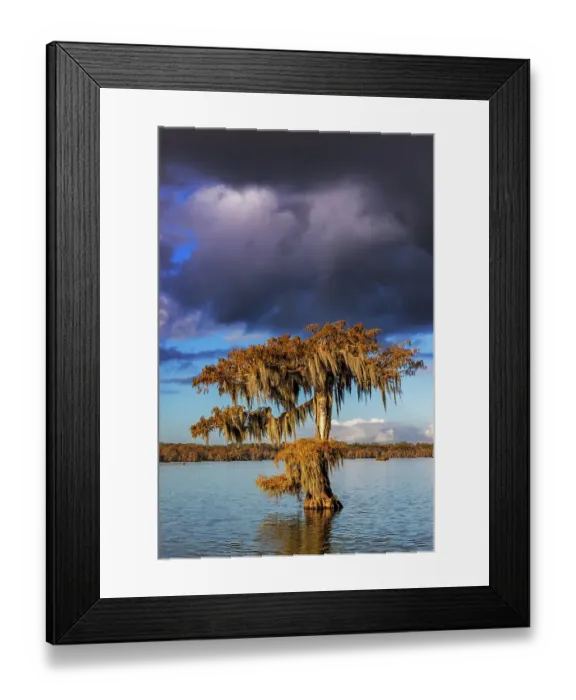 Framed Print : Cypress trees in autumn at Lake Martin near Lafayette, Louisiana, USA Framed Print : Cypress trees in autumn at Lake Martin near Lafayette, Louisiana, USA