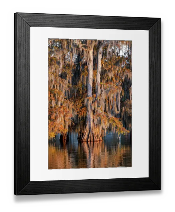 Framed Print : Cypress trees in autumn at Lake Martin near Lafayette, Louisiana, USA Framed Print : Cypress trees in autumn at Lake Martin near Lafayette, Louisiana, USA