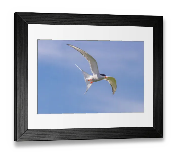 Framed Print : Arctic tern in flight at Machias Seal Island, Maine, USA Framed Print : Arctic tern in flight at Machias Seal Island, Maine, USA