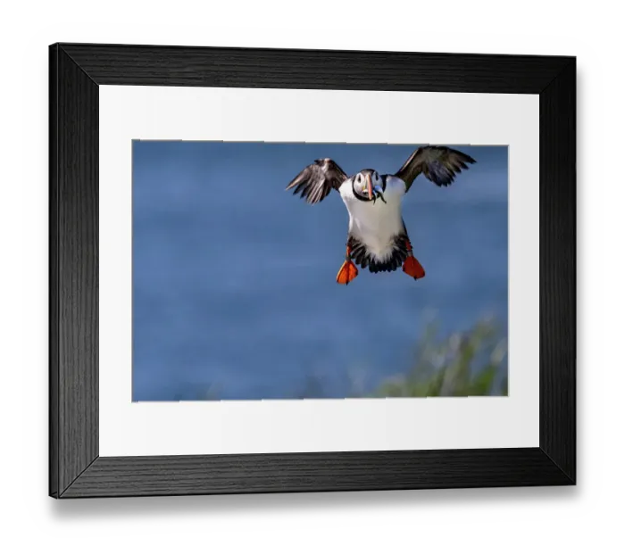Framed Print : Atlantic puffins in flight on Machias Seal Island, Maine, USA Framed Print : Atlantic puffins in flight on Machias Seal Island, Maine, USA