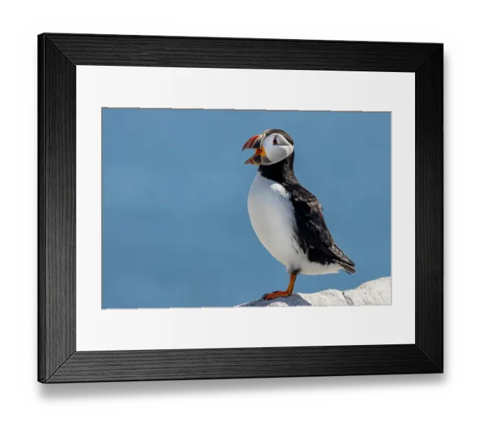 Framed Print : Atlantic puffins on Machias Seal Island, Maine, USA Framed Print : Atlantic puffins on Machias Seal Island, Maine, USA