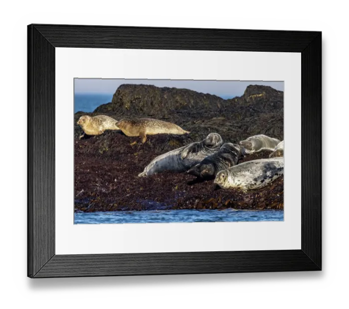 Framed Print : Gray seals on Gull Island off the coast of Maine, USA