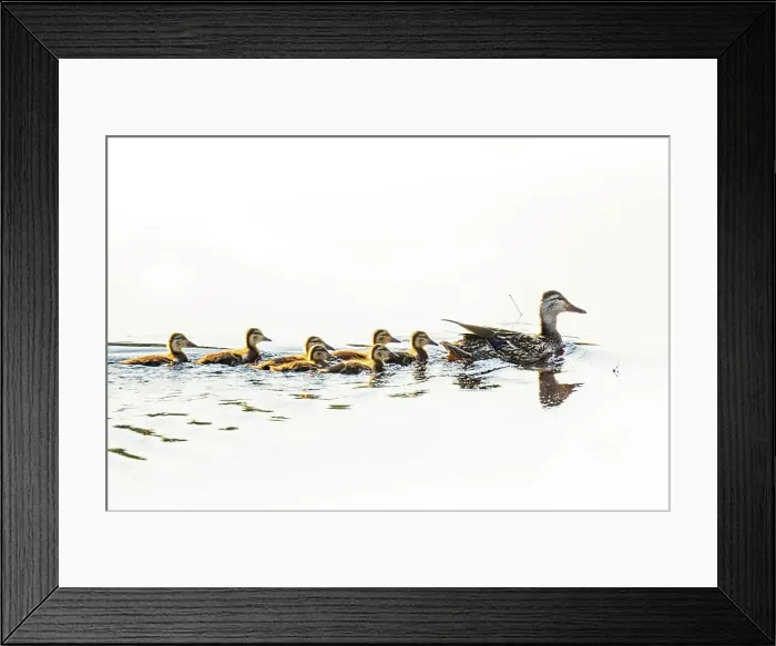 Framed Print : Mallard hen with ducklings in Acadia National Park, Maine, USA Framed Print : Mallard hen with ducklings in Acadia National Park, Maine, USA