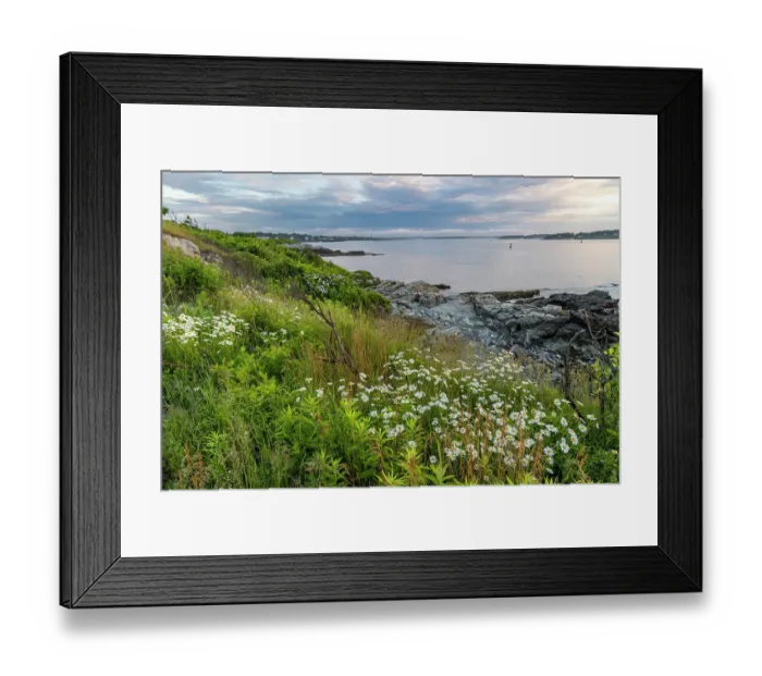 Framed Print : Daisies at Williams Park in Portland, Maine, USA Framed Print : Daisies at Williams Park in Portland, Maine, USA
