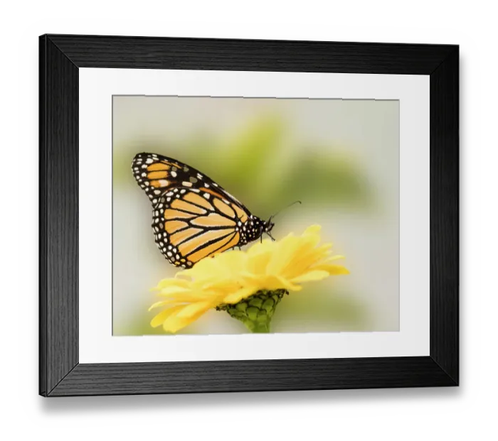 Framed Print : Monarch butterfly on flower Framed Print : Monarch butterfly on flower