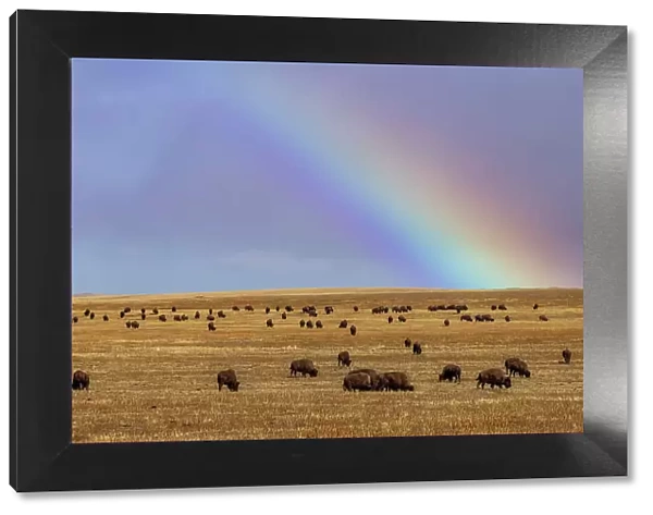 Rainbow over the Blackfeet Nation Bison herd near Browning, Montana, USA