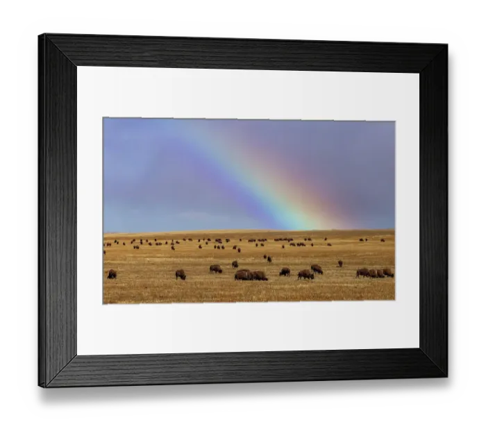 Framed Print : Rainbow over the Blackfeet Nation Bison herd near Browning, Montana, USA Framed Print : Rainbow over the Blackfeet Nation Bison herd near Browning, Montana, USA