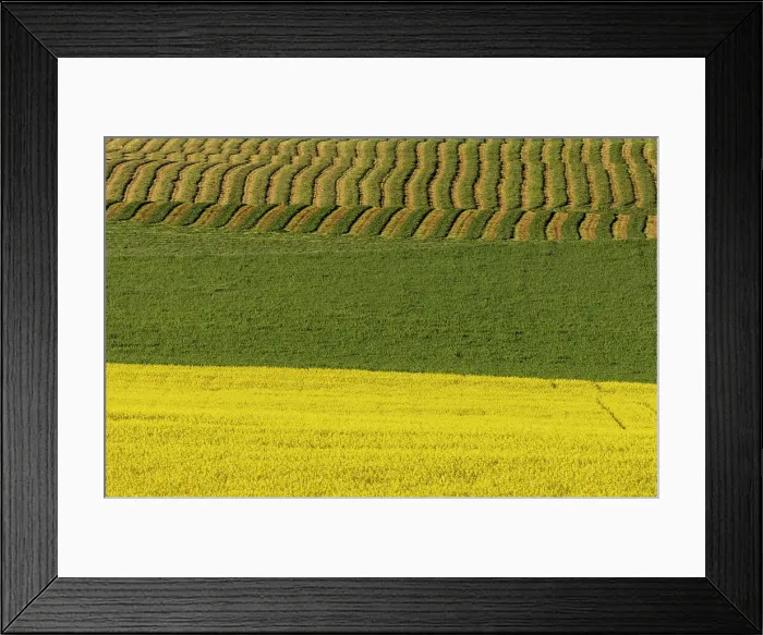 Framed Print : Canola and rows of hay in the Flathead Valley, Montana, USA Framed Print : Canola and rows of hay in the Flathead Valley, Montana, USA