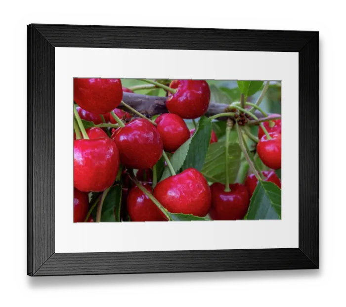 Framed Print : Ripe cherries on Flathead Lake orchard near Woods Bay, Montana, USA Framed Print : Ripe cherries on Flathead Lake orchard near Woods Bay, Montana, USA