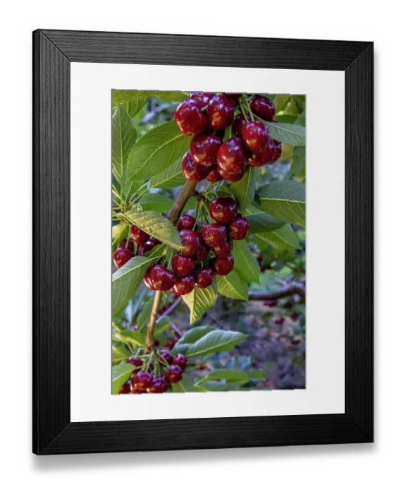 Framed Print : Ripe flathead cherries along Flathead Lake near Woods Bay, Montana, USA