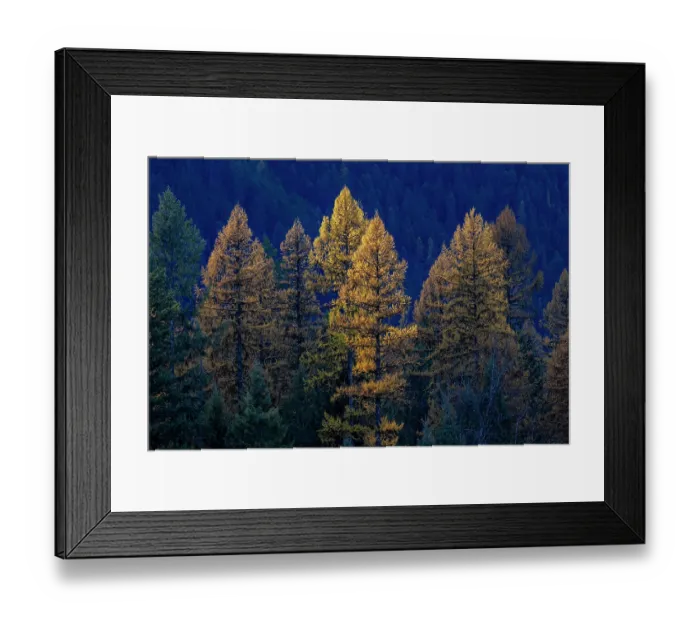 Framed Print : Backlit autumn larch trees in the Kootenai National Forest, Montana, USA