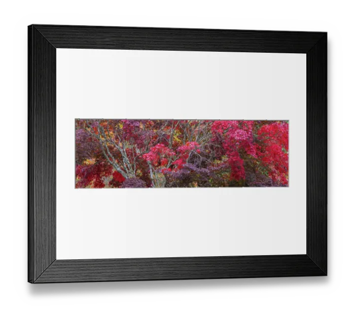Framed Print : USA, Washington State, Seabeck. Japanese Maple trees, Washington State, Seabeck Framed Print : USA, Washington State, Seabeck. Japanese Maple trees, Washington State, Seabeck