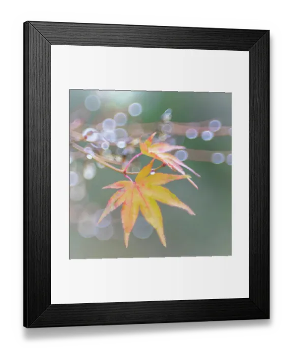 Framed Print : USA, Washington State, Seabeck. Japanese maple leaves after autumn rainstorm