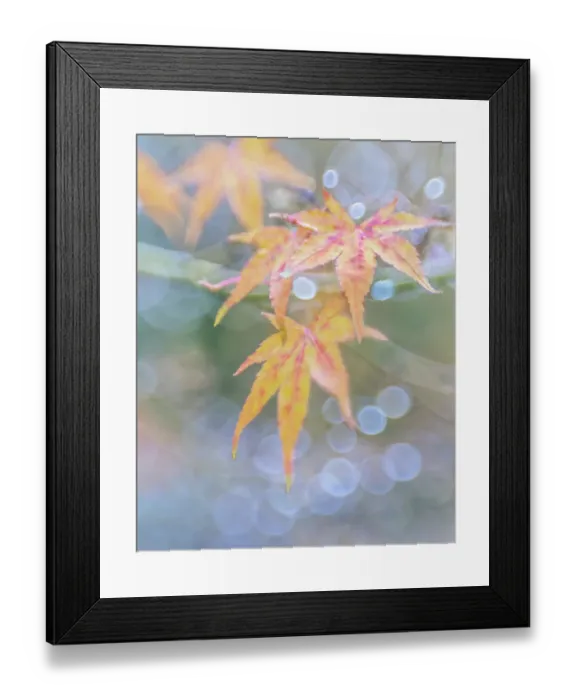 Framed Print : USA, Washington State, Seabeck. Japanese maple leaves after autumn rainstorm
