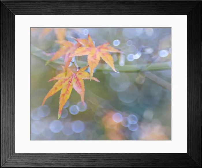 Framed Print : USA, Washington State, Seabeck. Japanese maple leaves after autumn rainstorm Framed Print : USA, Washington State, Seabeck. Japanese maple leaves after autumn rainstorm