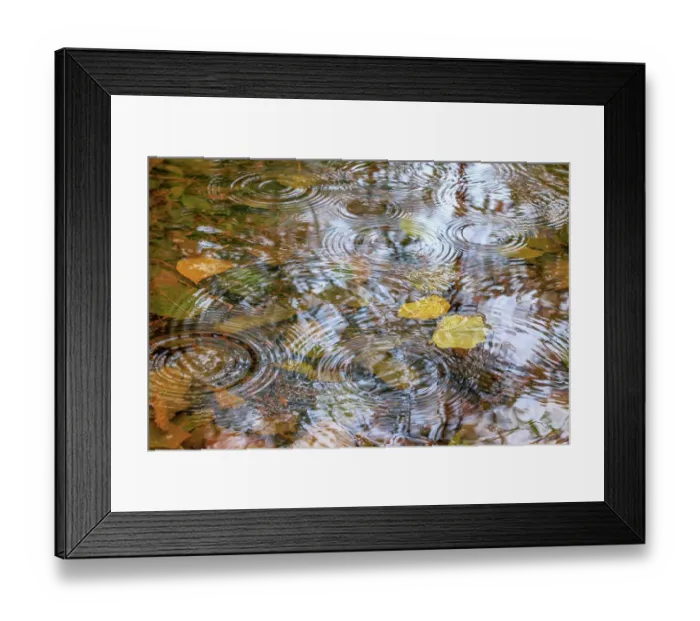 Framed Print : USA, Washington State, Seabeck. Autumn raindrops on water Framed Print : USA, Washington State, Seabeck. Autumn raindrops on water
