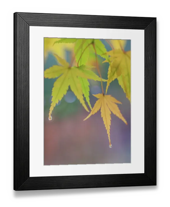 Framed Print : USA, Washington State, Seabeck. Japanese maple leaves after autumn rainstorm Framed Print : USA, Washington State, Seabeck. Japanese maple leaves after autumn rainstorm