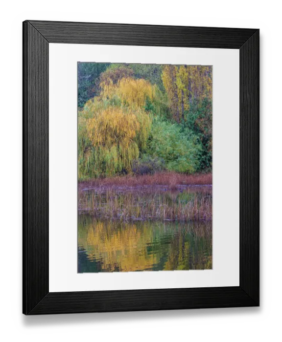 Framed Print : USA, Washington State, Seabeck. Saltwater marsh in autumn Framed Print : USA, Washington State, Seabeck. Saltwater marsh in autumn