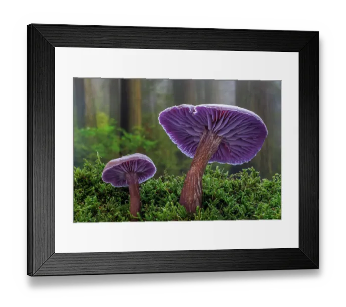 Framed Print : USA, Washington State, Seabeck. Western amethyst laccaria mushroom close-up Framed Print : USA, Washington State, Seabeck. Western amethyst laccaria mushroom close-up