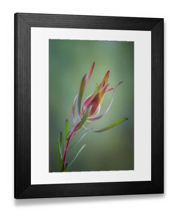 Framed Print : USA, Washington State, Seabeck. Common sunshine conebush plant close-up Framed Print : USA, Washington State, Seabeck. Common sunshine conebush plant close-up