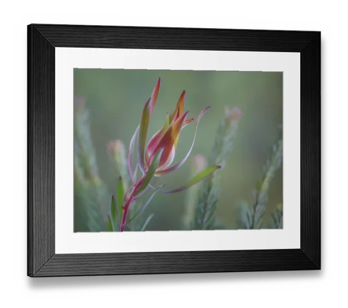 Framed Print : USA, Washington State, Seabeck. Common sunshine conebush plant close-up Framed Print : USA, Washington State, Seabeck. Common sunshine conebush plant close-up