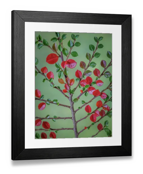 Framed Print : USA, Washington State, Seabeck. Rock cotoneaster plant close-up Framed Print : USA, Washington State, Seabeck. Rock cotoneaster plant close-up