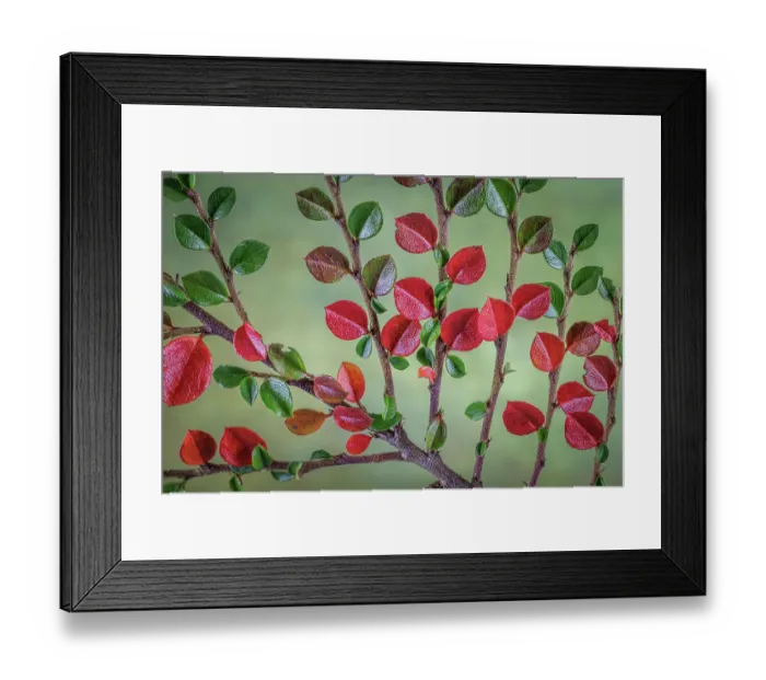 Framed Print : USA, Washington State, Seabeck. Rock cotoneaster plant close-up Framed Print : USA, Washington State, Seabeck. Rock cotoneaster plant close-up