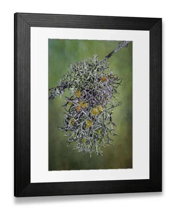 Framed Print : Plant close-up