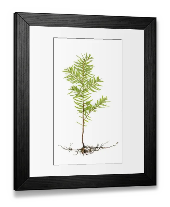 Framed Print : USA, Washington State, Seabeck. Western hemlock seedling close-up