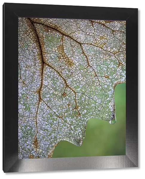 USA, Washington State, Seabeck. Skeletonized vanilla leaf close-up