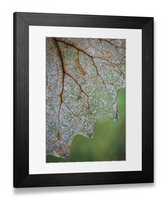 Framed Print : USA, Washington State, Seabeck. Skeletonized vanilla leaf close-up