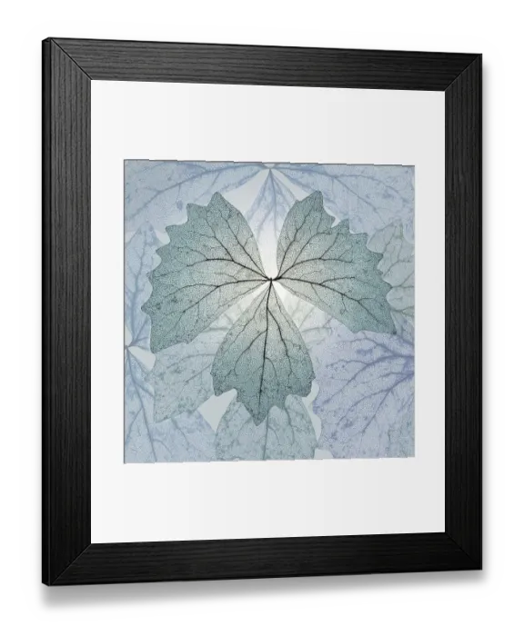 Framed Print : USA, Washington State, Seabeck. Composite of skeletonized vanilla leaves Framed Print : USA, Washington State, Seabeck. Composite of skeletonized vanilla leaves