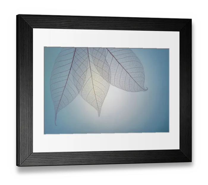 Framed Print : USA, Washington State, Seabeck. Pattern of skeletonized leaves Framed Print : USA, Washington State, Seabeck. Pattern of skeletonized leaves