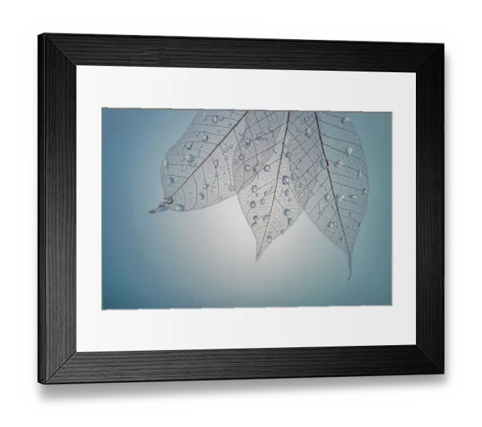 Framed Print : USA, Washington State, Seabeck. Pattern of drops on skeletonized leaves Framed Print : USA, Washington State, Seabeck. Pattern of drops on skeletonized leaves