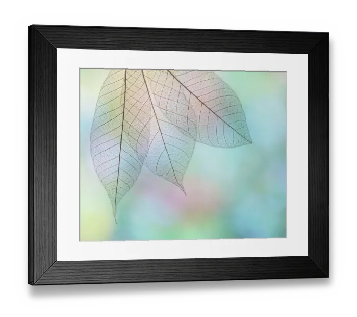 Framed Print : USA, Washington State, Seabeck. Pattern of skeletonized leaves Framed Print : USA, Washington State, Seabeck. Pattern of skeletonized leaves