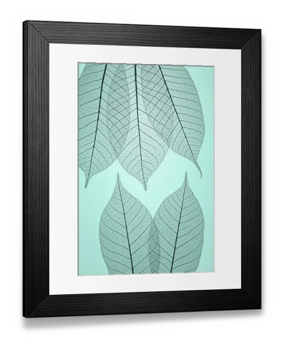Framed Print : USA, Washington State, Seabeck. Pattern of skeletonized leaves Framed Print : USA, Washington State, Seabeck. Pattern of skeletonized leaves